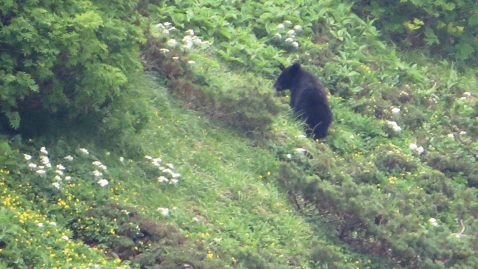 斜面のクマを撮った画像